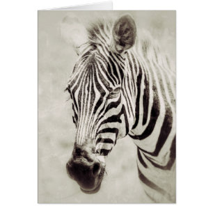 Zebra: Up Close and Personal