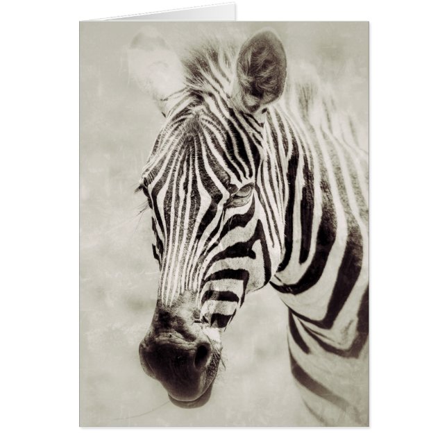 Zebra: Up Close and Personal (Front)
