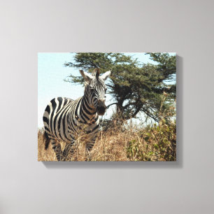 zebra wild canvas print