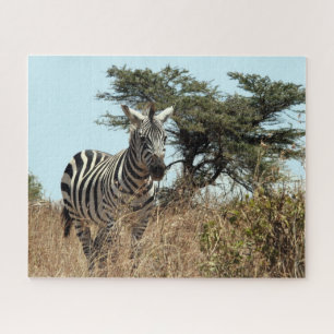 zebra wild jigsaw puzzle