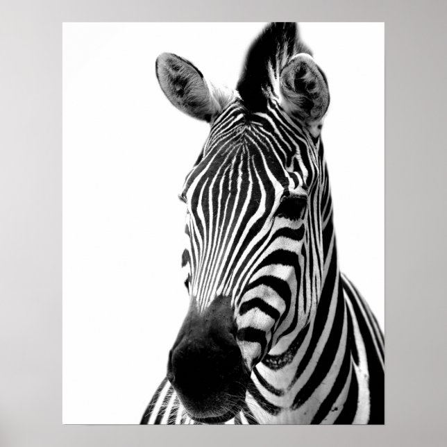 Zebra wild jungle animal photo black and white poster (Front)