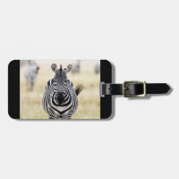 Zebra wildlife photography Africa Safari animal
