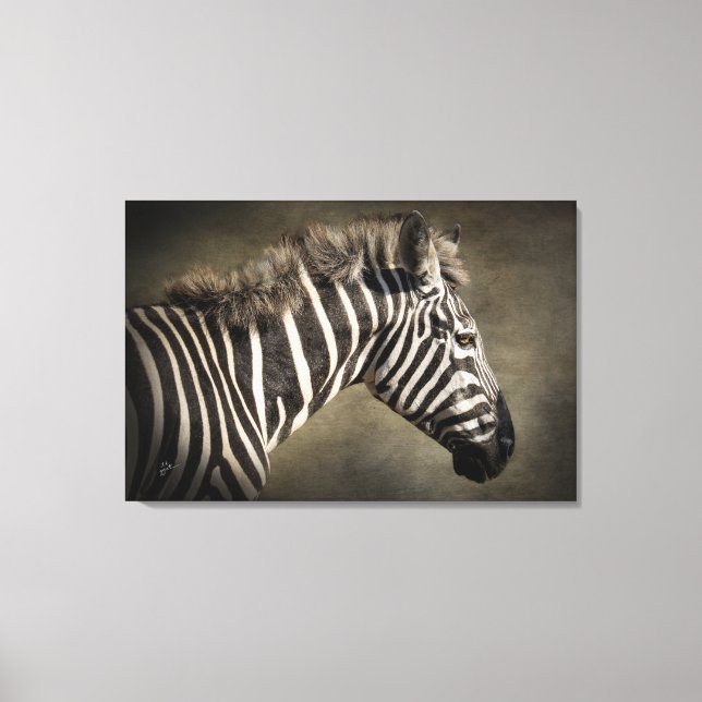 Zebra Wildlife Photography Art Canvas Print (Front)