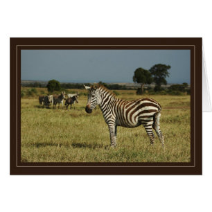 Zebra wildlife safari cards