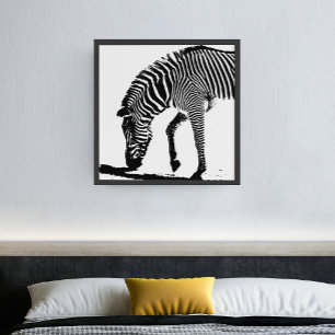 Zebra with Shadow Poster