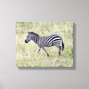 zebra young canvas print