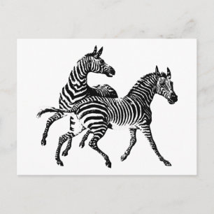 Zebra Zebras Vintage Wood Engraving Postcard