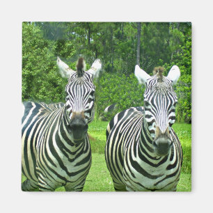 Zebra Zen: The Beauty of Wildlife in Motion Magnet