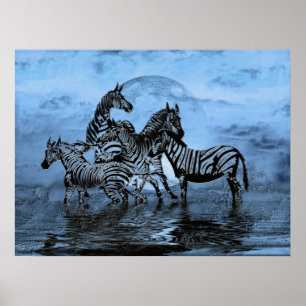 Zebras5 Poster