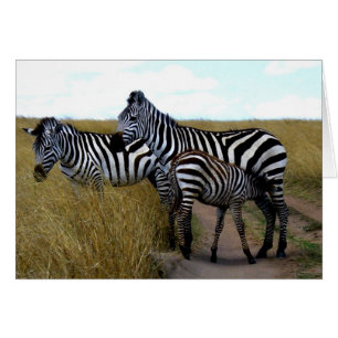 ZEBRAS AND BABY ZEBRA