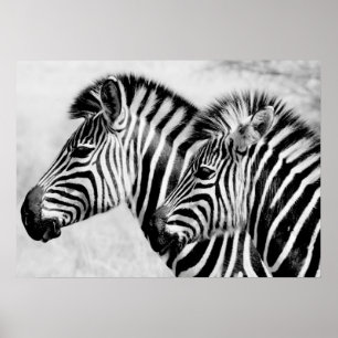 Zebras Animals Wildlife Black and White Poster