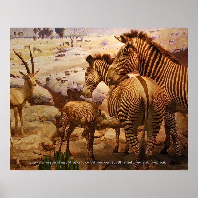 zebras at the american museum of natural history poster (Front)