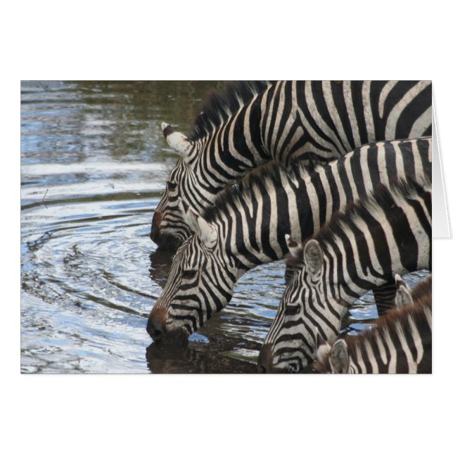 Zebras at Water - Customised (Front Horizontal)