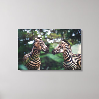 zebras canvas print