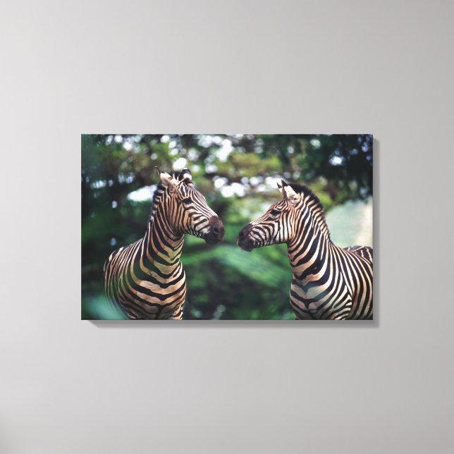 zebras canvas print (Front)