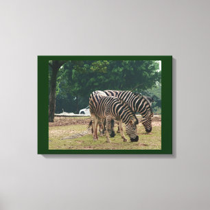 Zebras Canvas Print