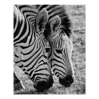 Zebras Closeup and striped
