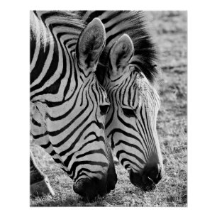 Zebras Closeup and striped Poster
