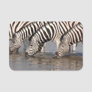 Zebras drinking name tag
