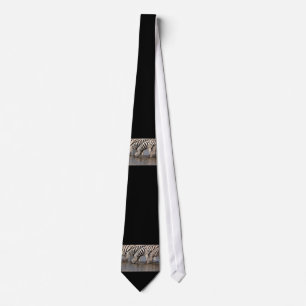 Zebras drinking tie