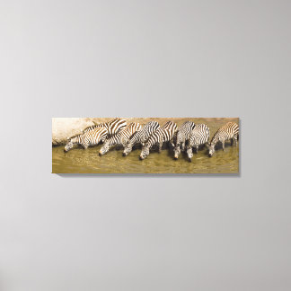 Zebras (Equus quagga) drinking from Talek River, Canvas Print