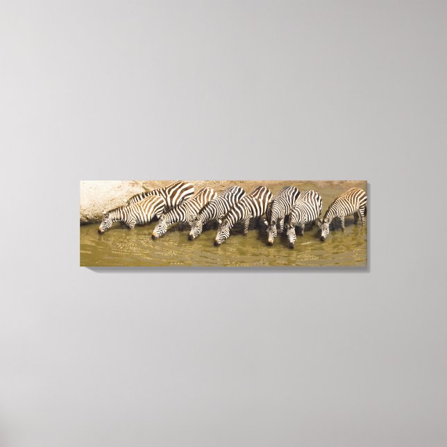 Zebras (Equus quagga) drinking from Talek River, Canvas Print (Front)