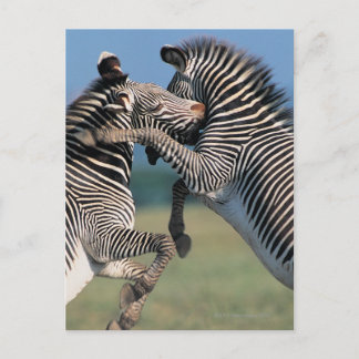 Zebras fighting (Equus burchelli) Postcard