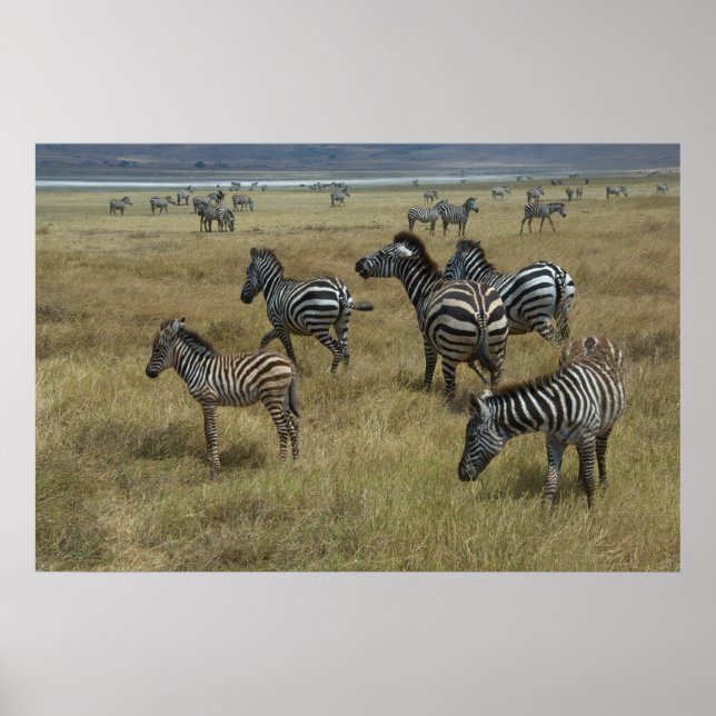 Zebras grazing poster (Front)