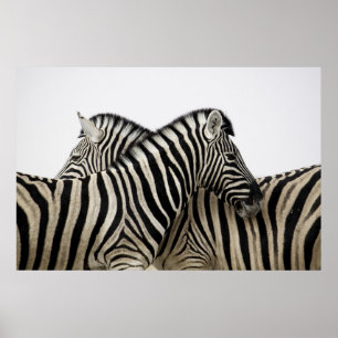 Zebras head to tail poster