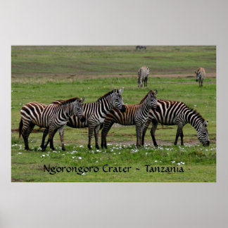 Zebras in a Row Poster