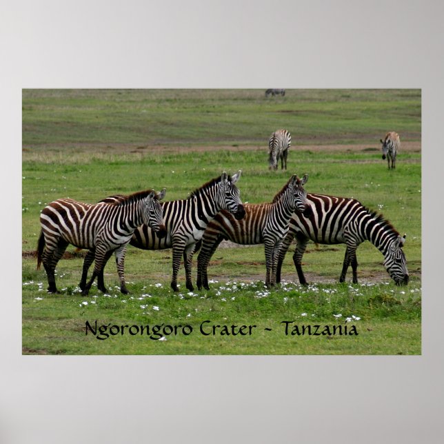 Zebras in a Row Poster (Front)