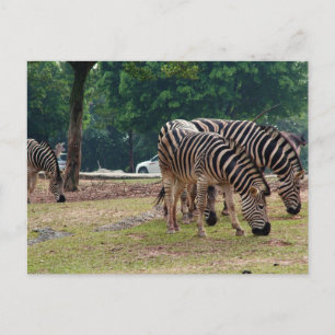 zebras in a wild animal zoo postcard