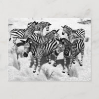 Zebras in Black and White