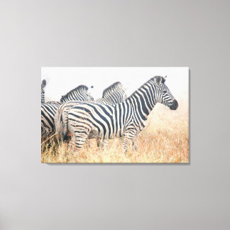 Zebras in early morning dust, Kruger National 2 Canvas Print