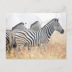 Zebras in early morning dust, Kruger National 2 Postcard