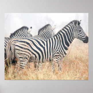 Zebras in early morning dust, Kruger National 2 Poster
