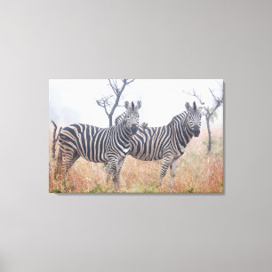 Zebras in early morning dust, Kruger National Canvas Print