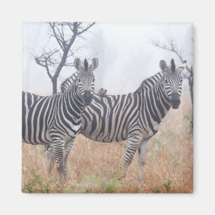 Zebras in early morning dust, Kruger National Magnet