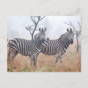 Zebras in early morning dust, Kruger National Postcard