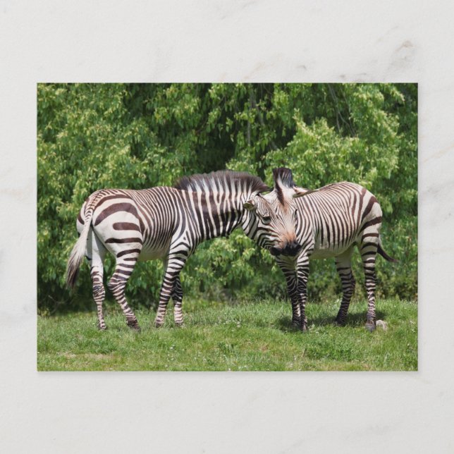 Zebras in Love Postcard (Front)