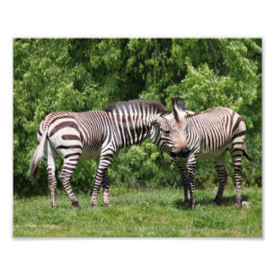 Zebras in Love Print