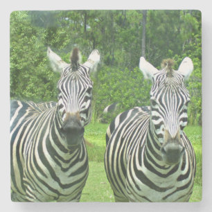 Zebras in Meadow Balance Stone Coaster