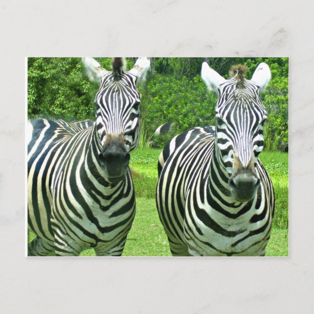 Zebras in Meadow Greeting Postcard (Front)