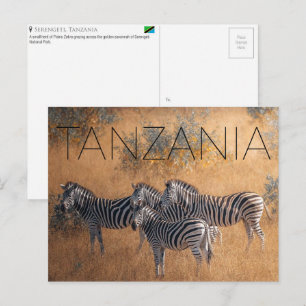 Zebras in Serengeti, Tanzania Travel Postcard