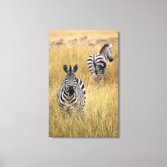 Zebras in tall grass canvas print (Front)