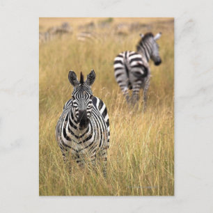 Zebras in tall grass postcard