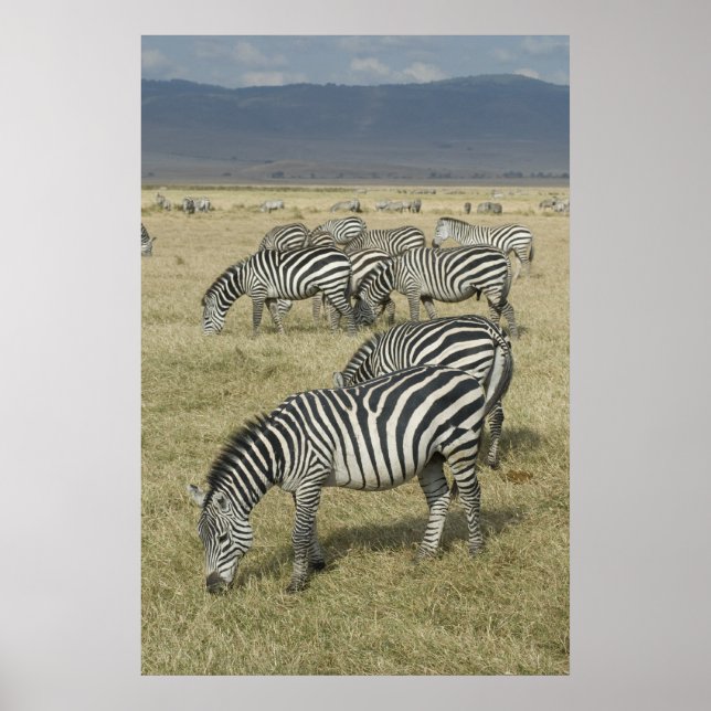 Zebras in Tanzania poster (Front)