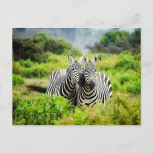 Zebras in the wild postcard