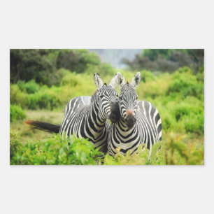 Zebras in the wild rectangular sticker