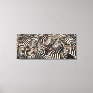 Zebras, Kenya, Africa Canvas Print